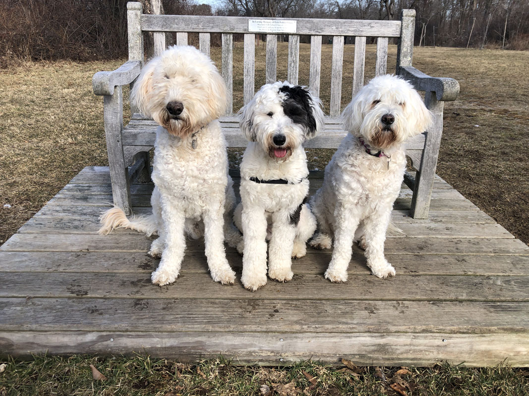 Goldendoodle pictures