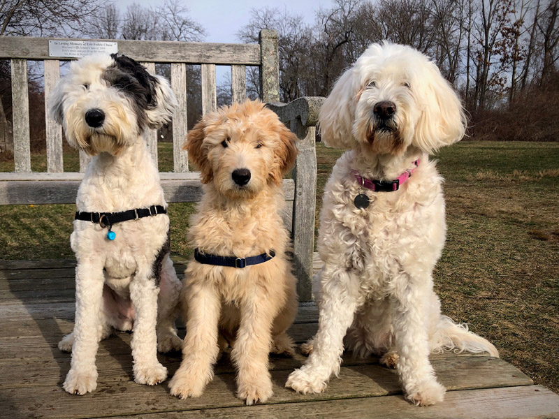 Goldendoodle pictures