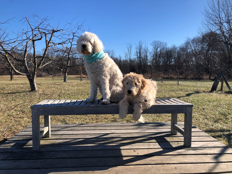 Goldendoodle pictures