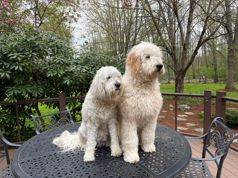 Goldendoodle pictures