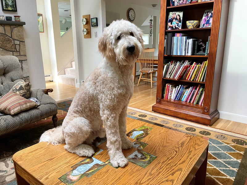 Goldendoodle pictures