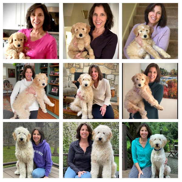 Goldendoodle pictures