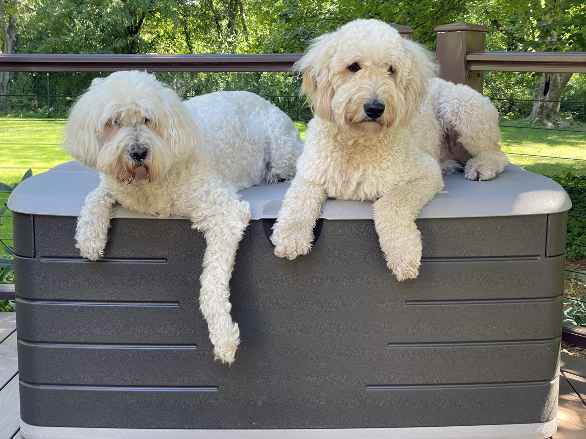 Goldendoodle pictures