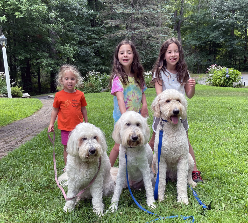 Goldendoodle pictures
