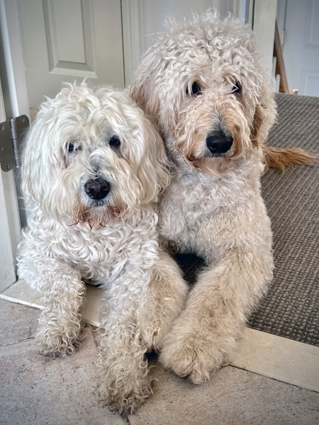 Goldendoodle pictures