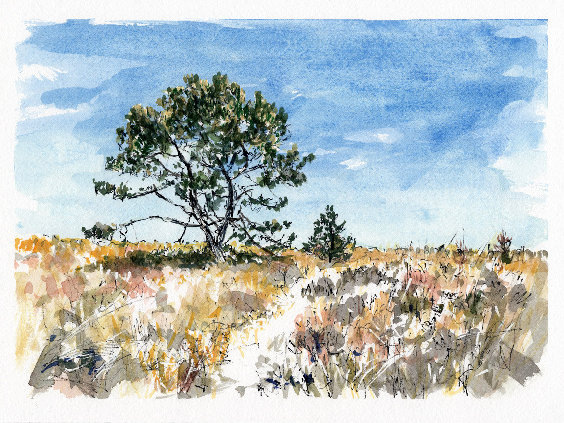 December Path at Wingaersheek 1