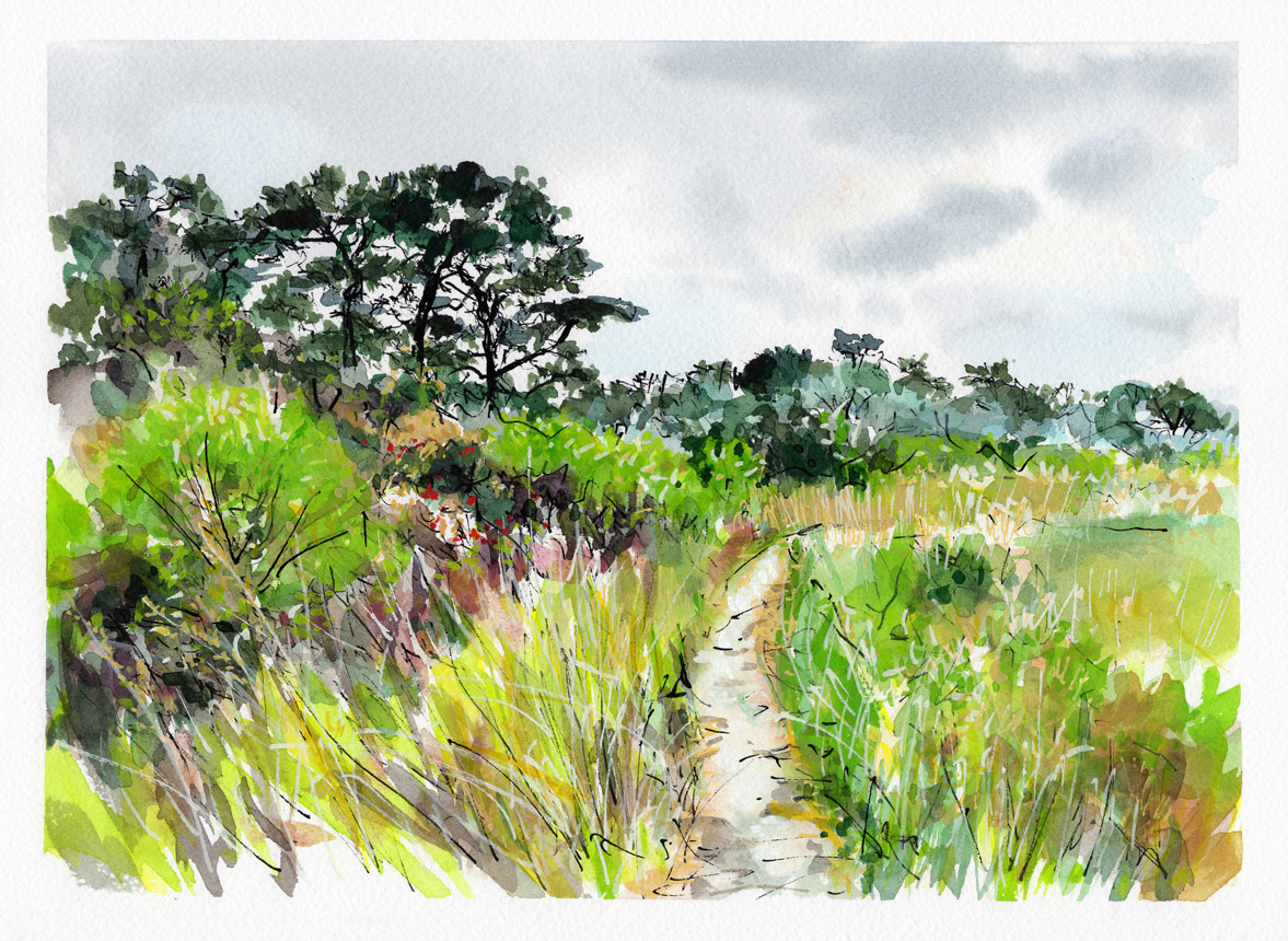 Morris Island Chatham 5